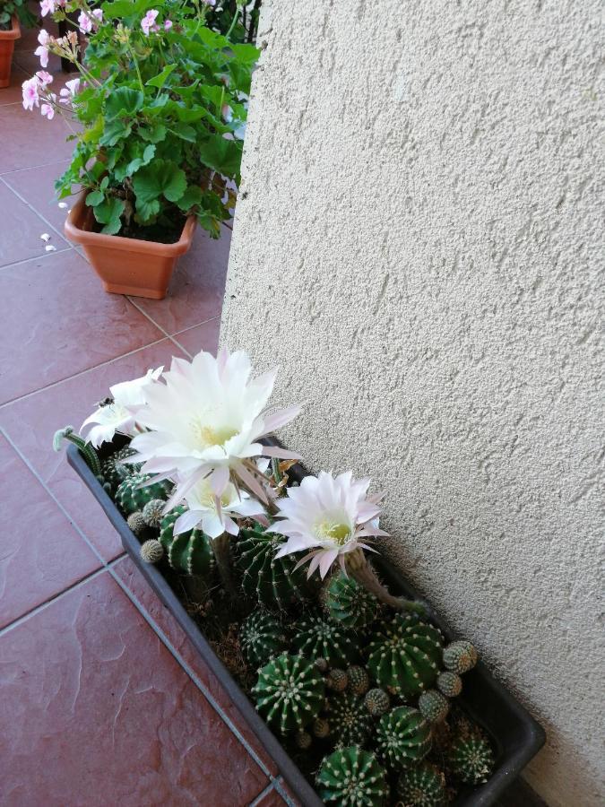 Bed and Breakfast Kolpinghaus Caransebeş Esterno foto